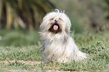 LHASSA APSO 004